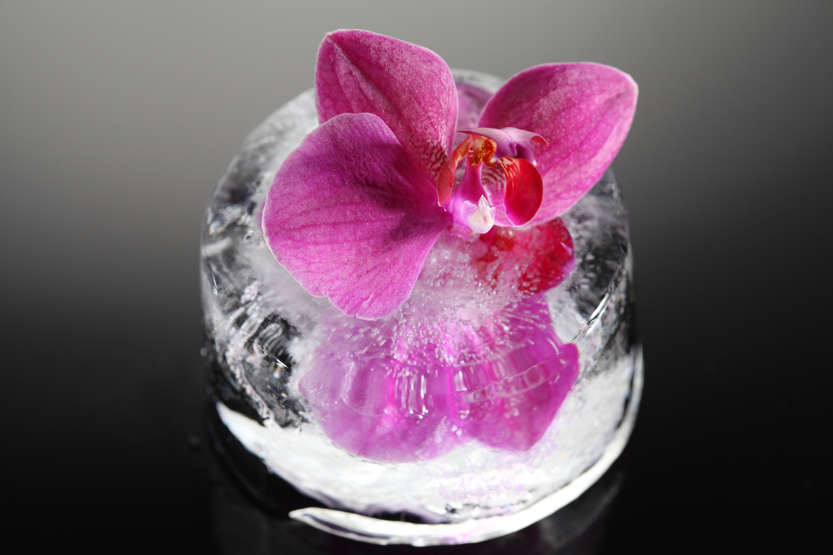 Orchidee erwacht aus dem Eis