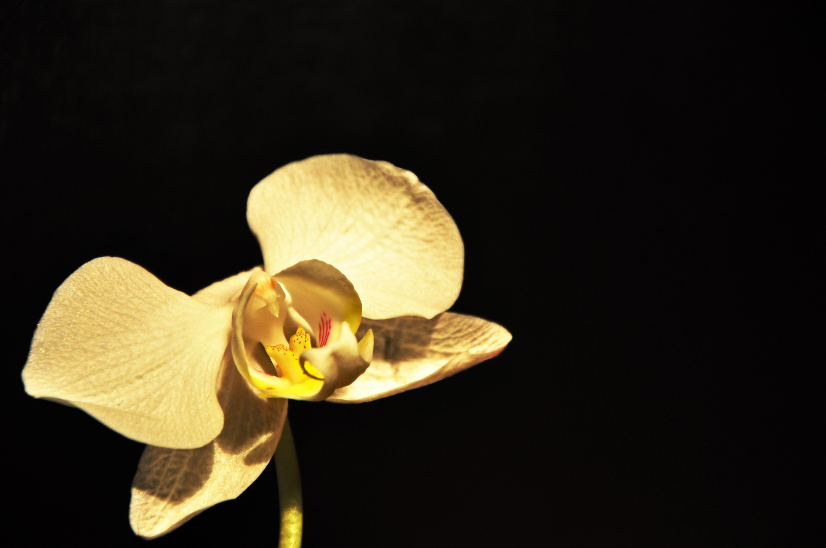 Orchidee-Experiment