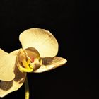 Orchidee-Experiment