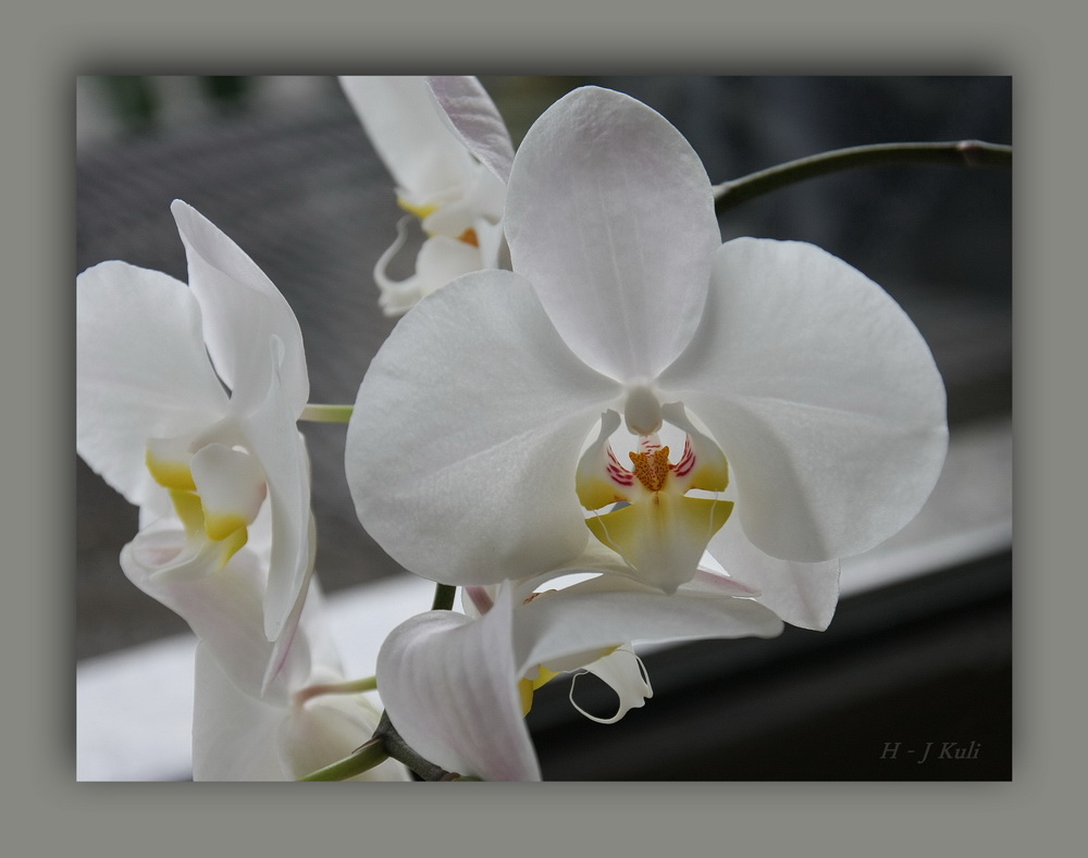 Orchidee