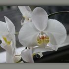 Orchidee