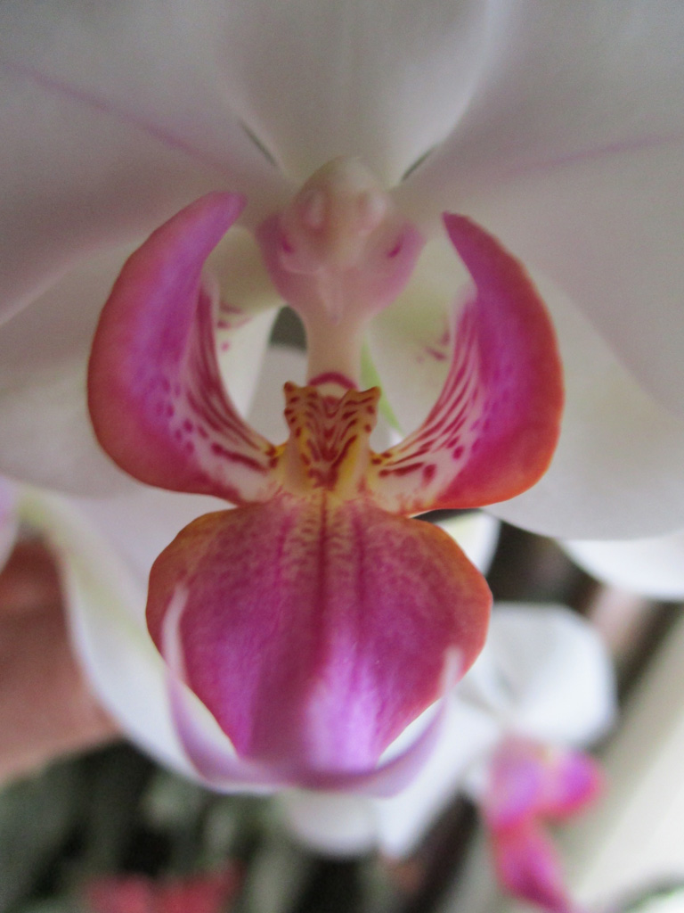 Orchidee