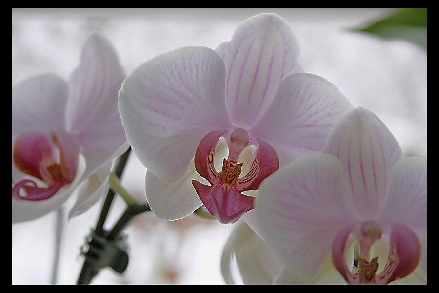 Orchidee F1