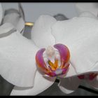 Orchidee