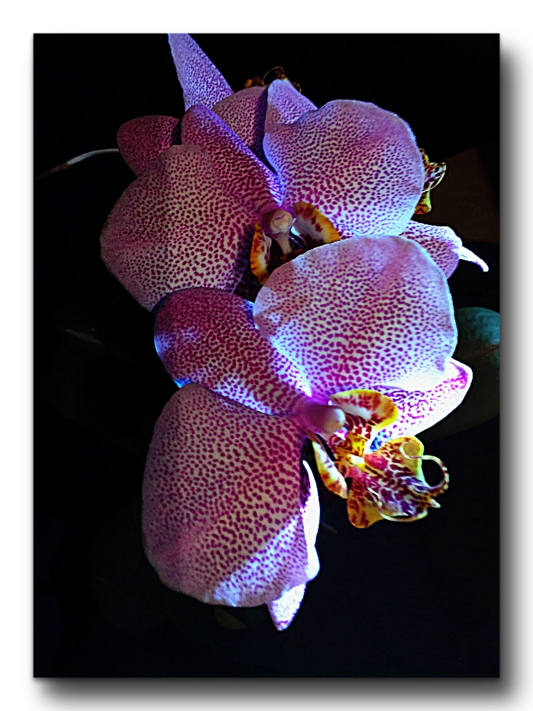 Orchidee