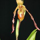 Orchidée