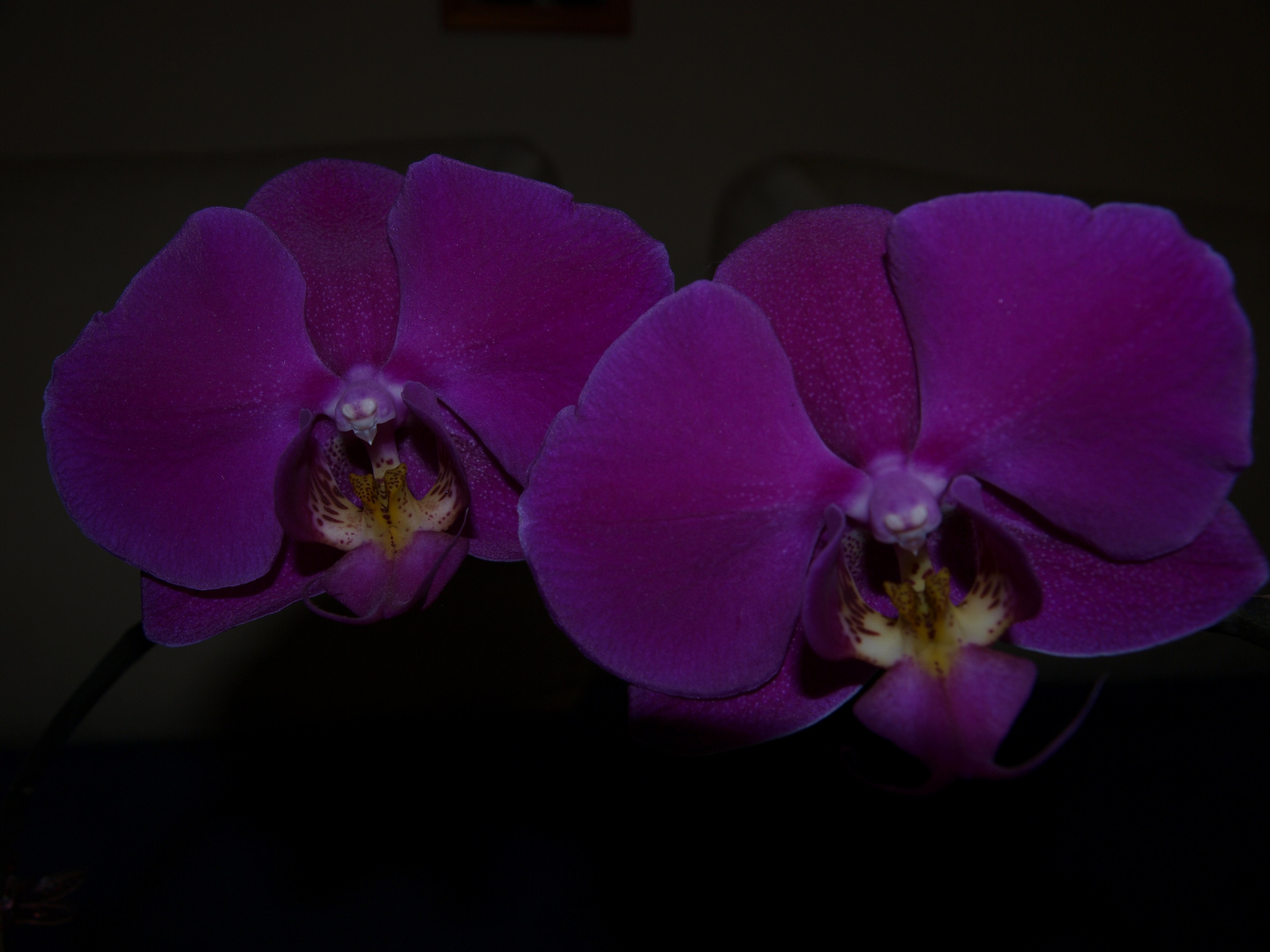 Orchidee