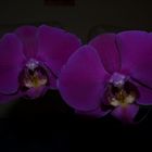 Orchidee