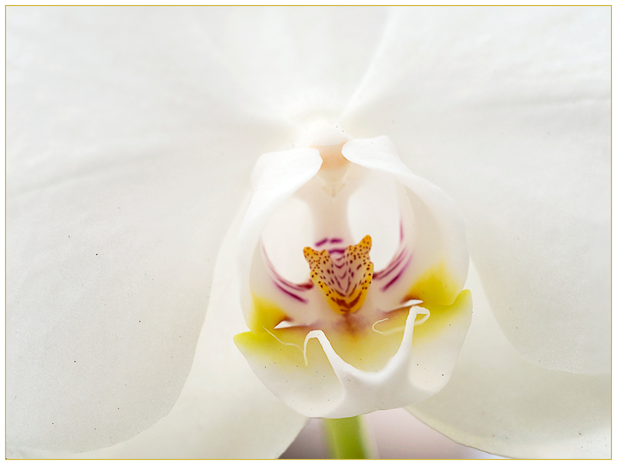 orchidee.....