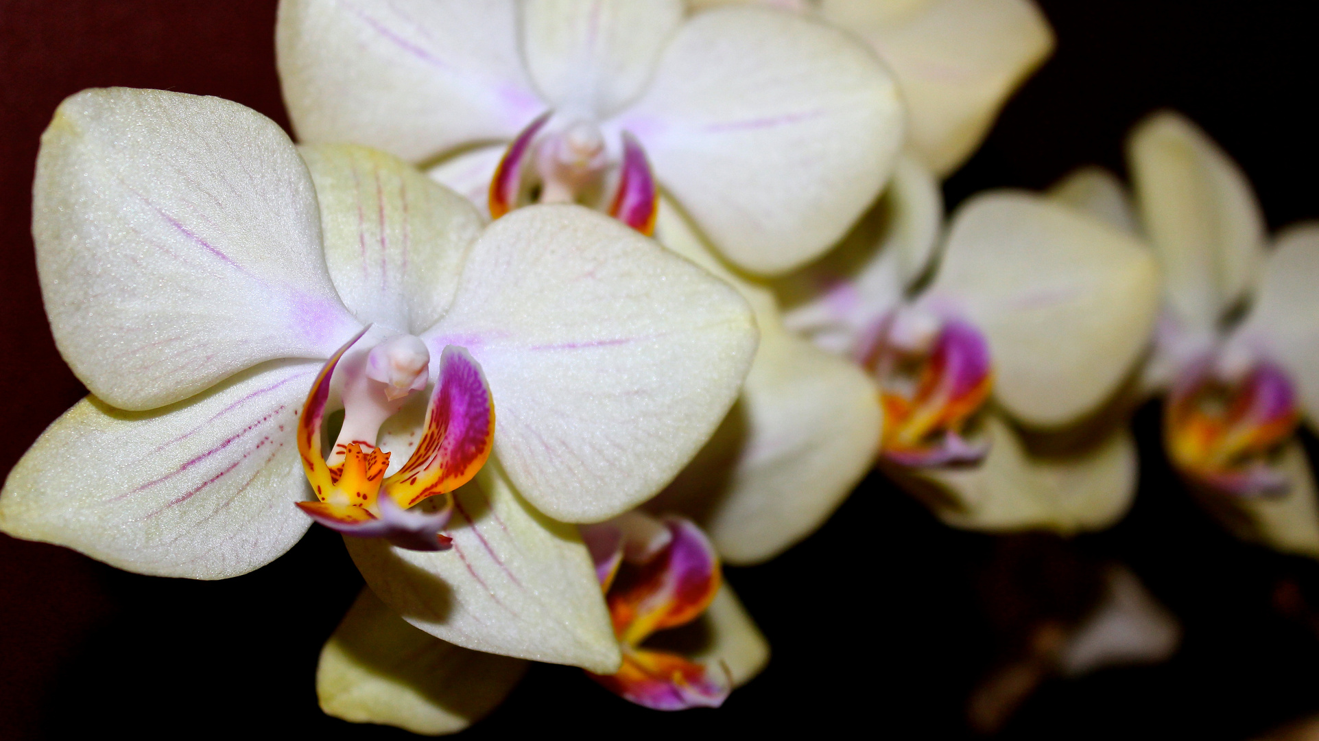 Orchidee