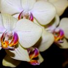 Orchidee