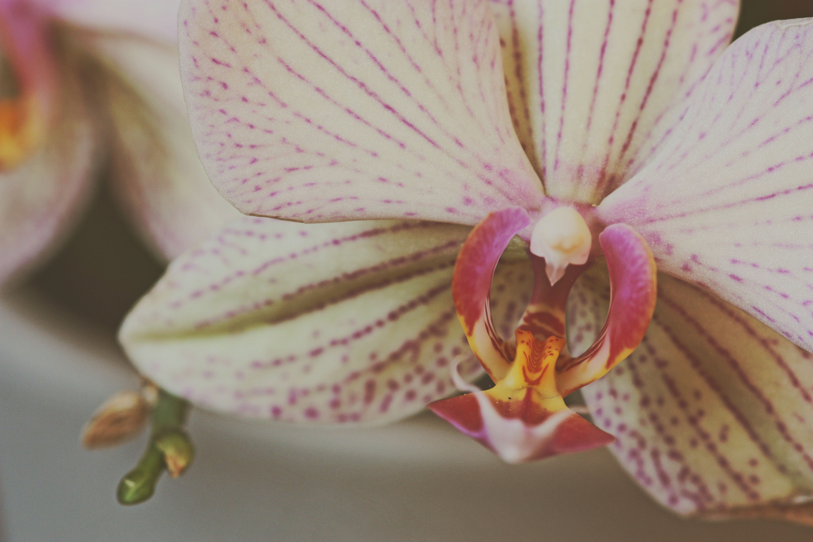 orchidee