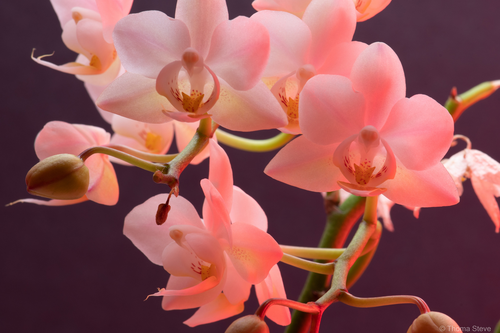 Orchidee