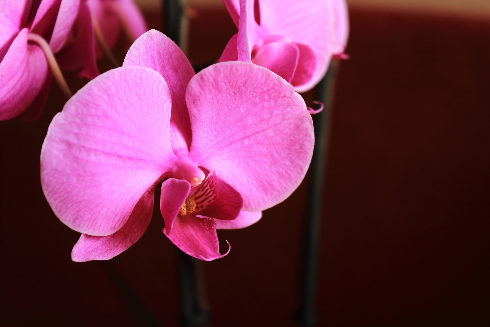 Orchidee