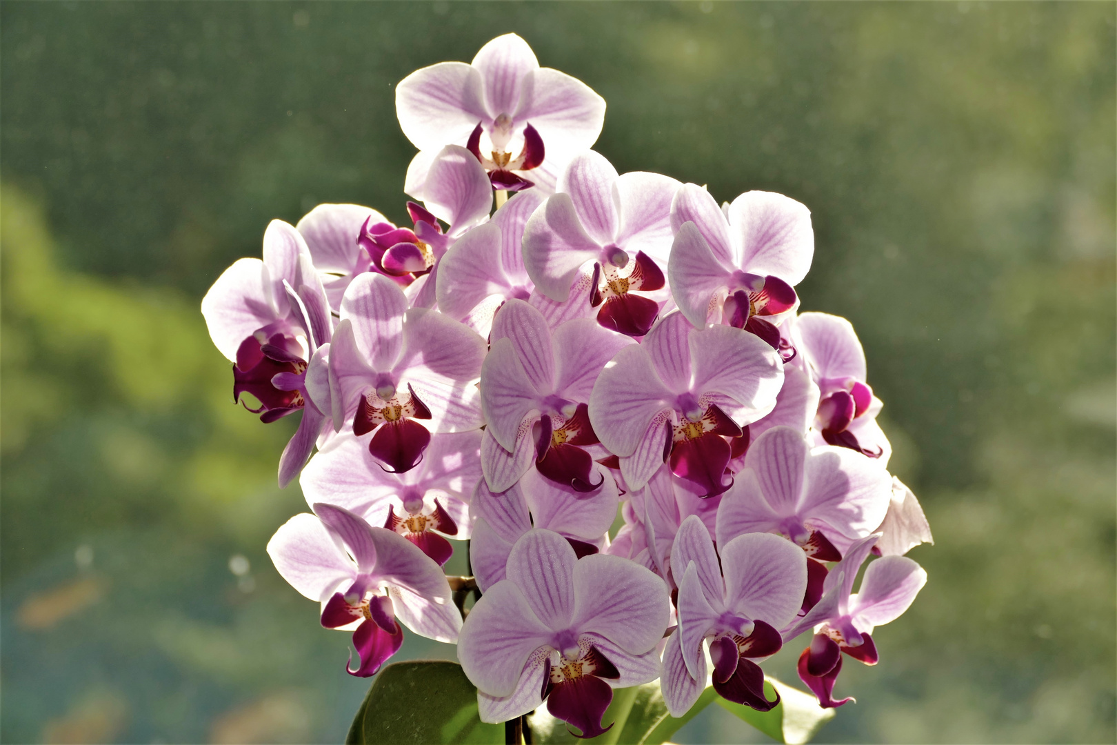 Orchidee