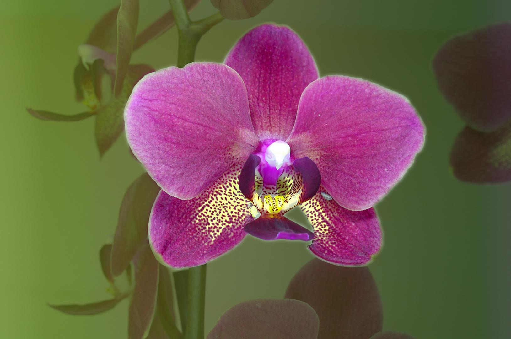 Orchidee