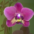 Orchidee