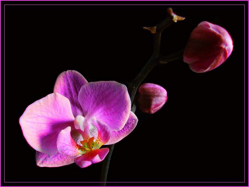 Orchidee