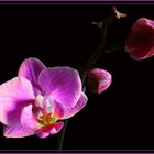 Orchidee