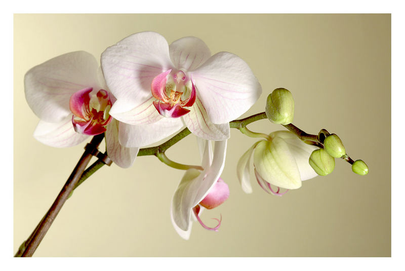 Orchidee