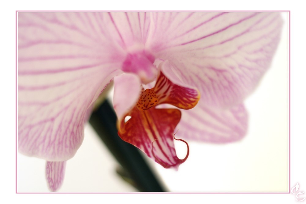 Orchidee