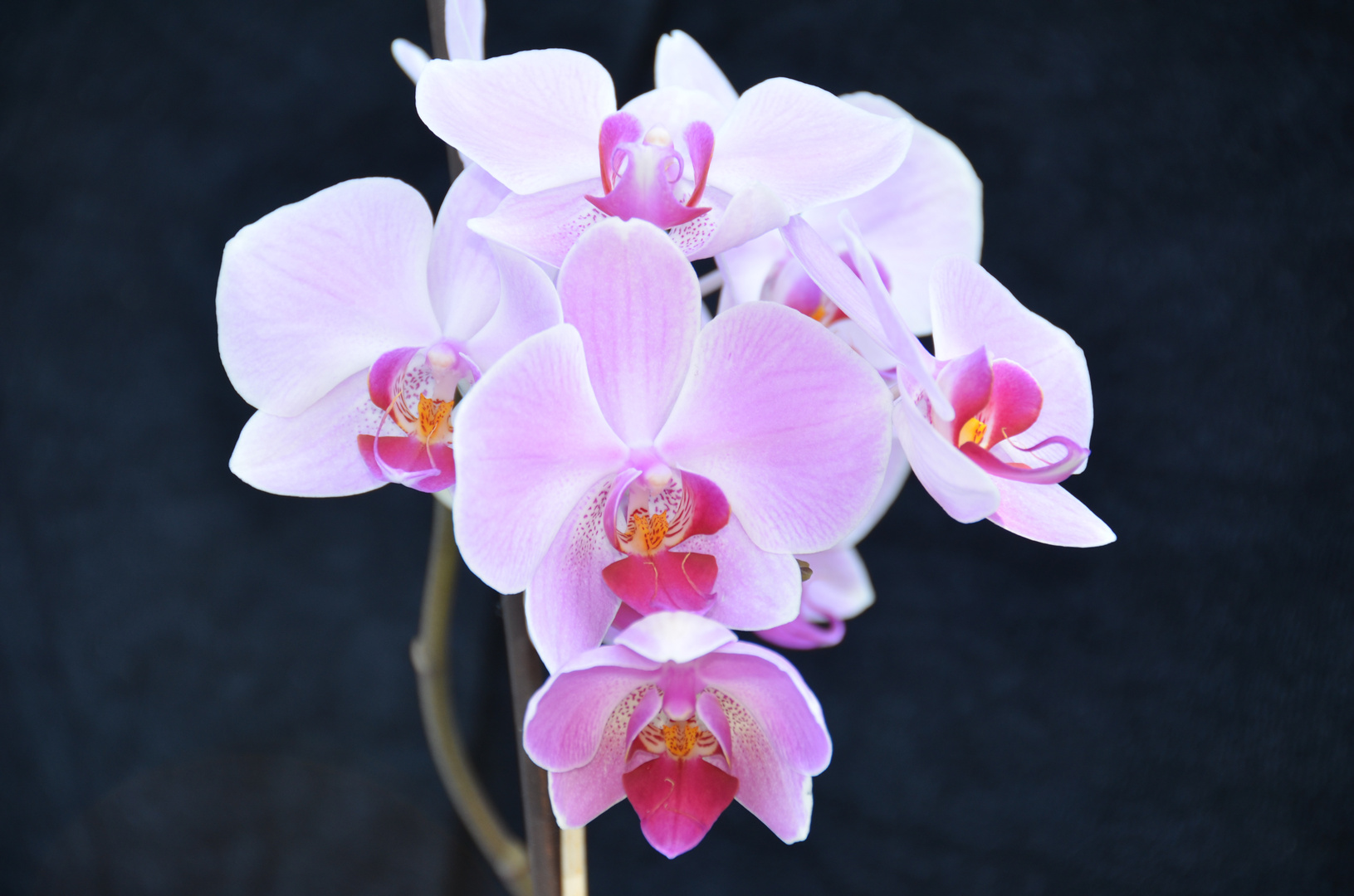 orchidee