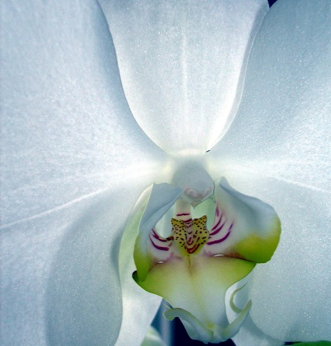 Orchidee