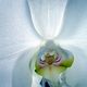 Orchidee