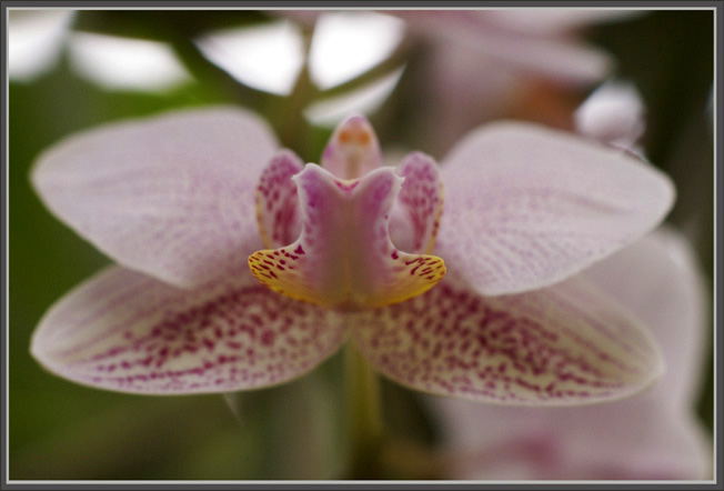 Orchidee