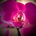 Orchidee