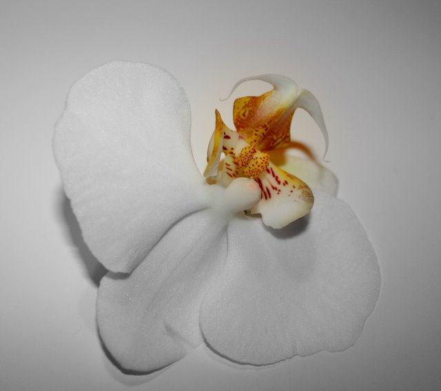 Orchidee