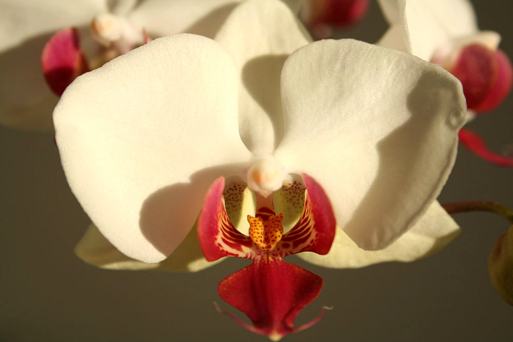 Orchidee