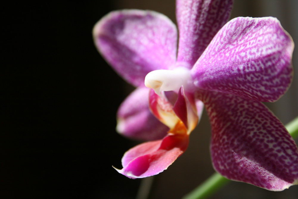 Orchidee