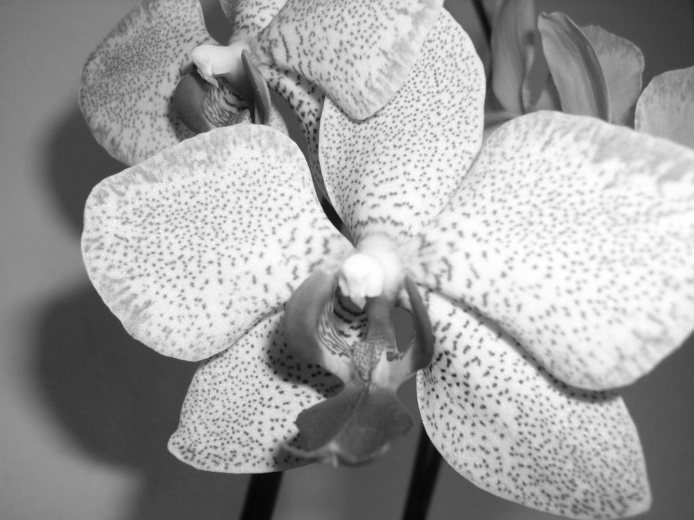 Orchidee von Krümelchen23 