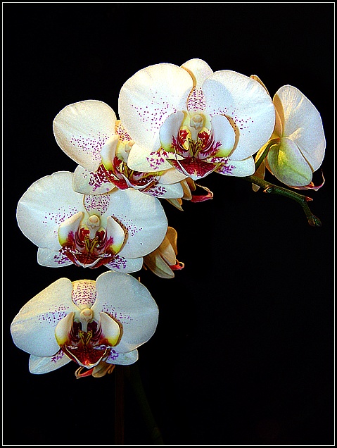 Orchidee