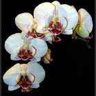 Orchidee