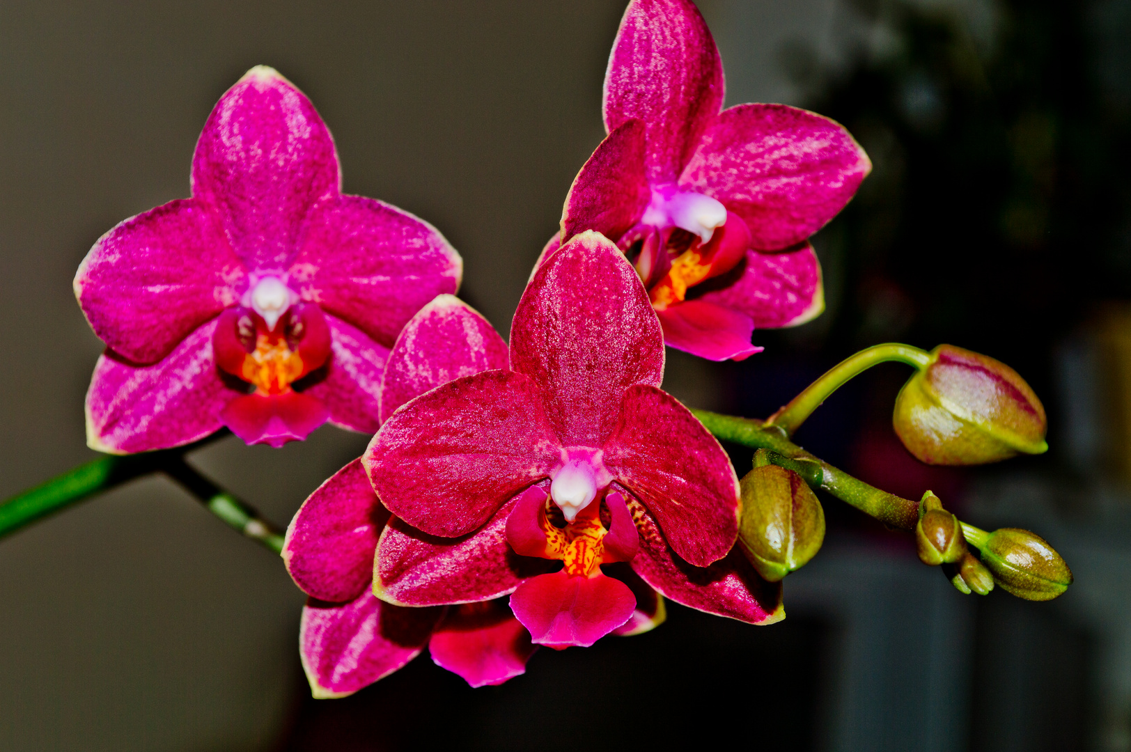 Orchidee