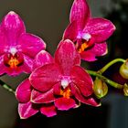 Orchidee