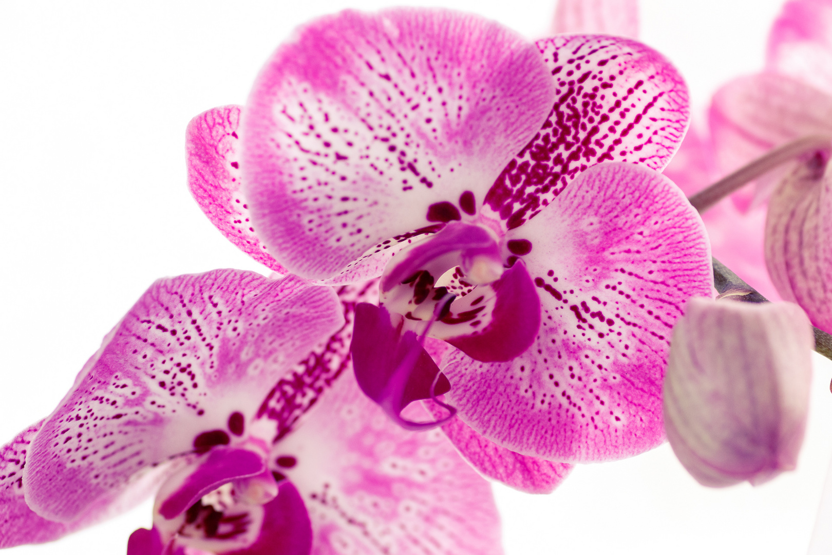 Orchidee