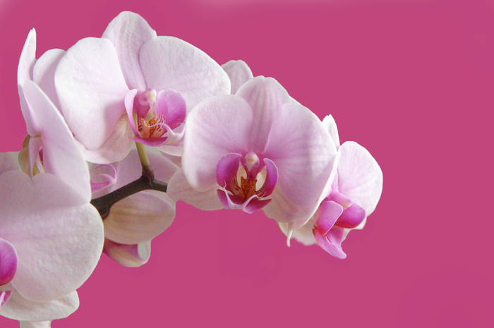 Orchidee farbenfroh
