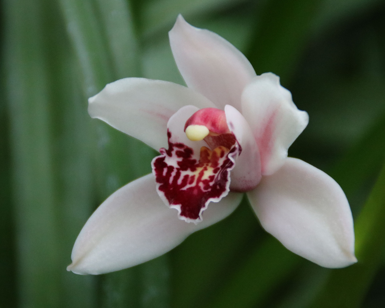 Orchidee, fast zu perfekt