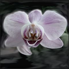 OrchiDee