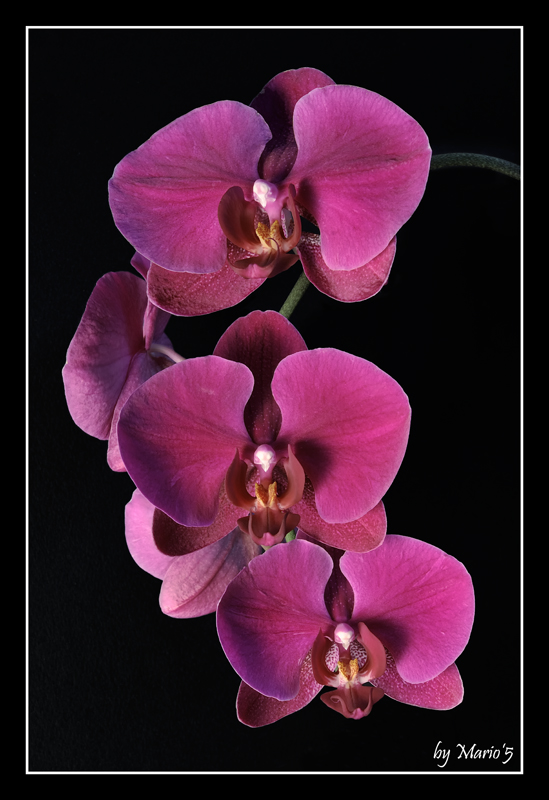 Orchidee