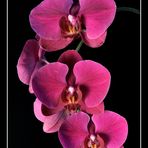 Orchidee