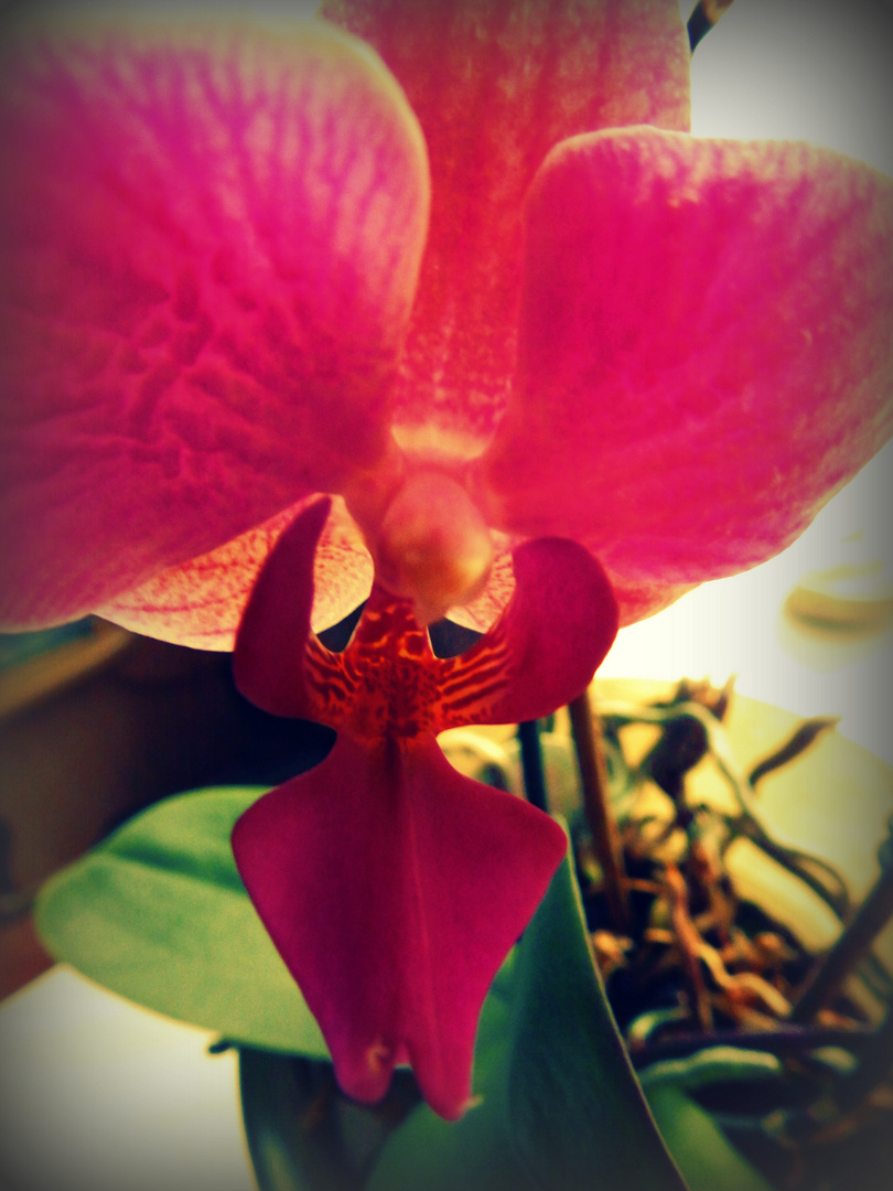 Orchidee