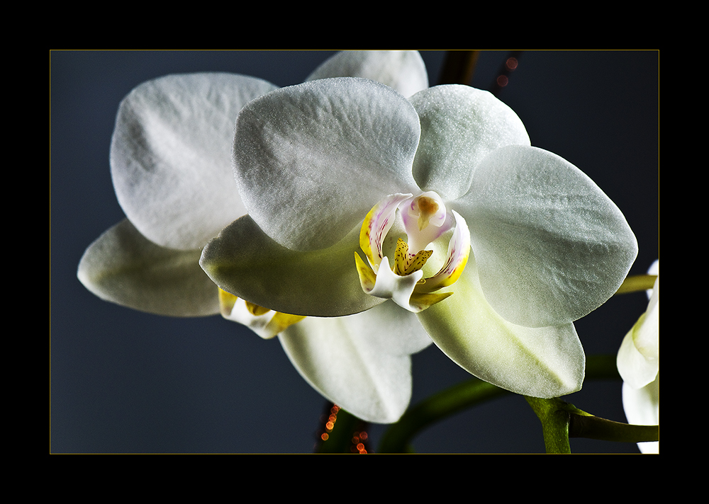 ~ Orchidee ~
