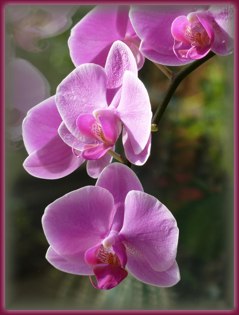 Orchidee