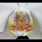 Orchidee