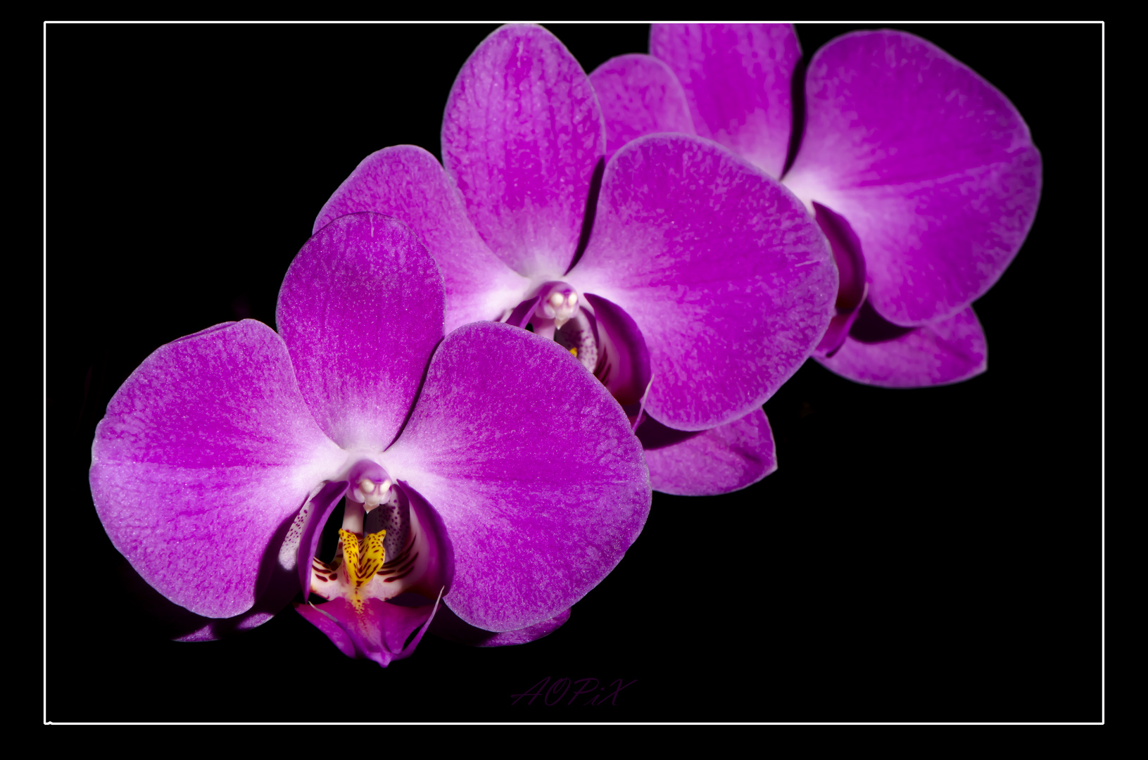 Orchidee