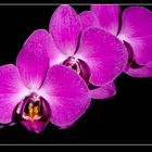 Orchidee